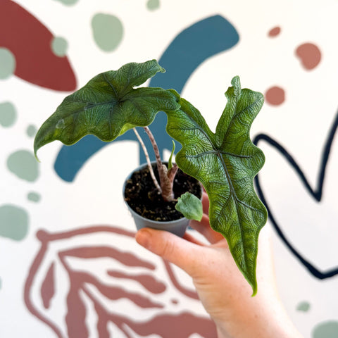 Alocasia 'Jacklyn' - Sprouts of Bristol
