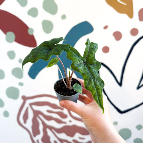 Alocasia 'Jacklyn' - Sprouts of Bristol