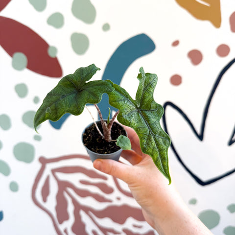 Alocasia 'Jacklyn' - Sprouts of Bristol