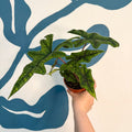 Alocasia 'Jacklyn' - Sprouts of Bristol