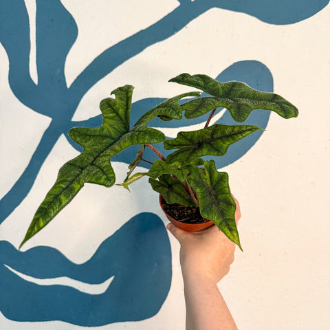 Alocasia 'Jacklyn' - Sprouts of Bristol