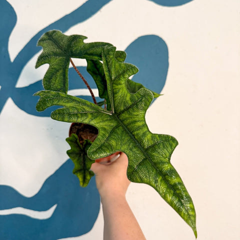 Alocasia 'Jacklyn' - Sprouts of Bristol
