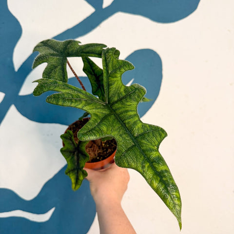 Alocasia 'Jacklyn' - Sprouts of Bristol