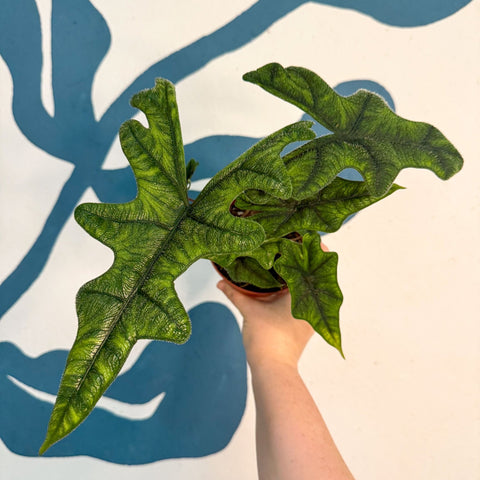 Alocasia 'Jacklyn' - Sprouts of Bristol