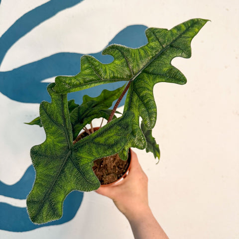 Alocasia 'Jacklyn' - Sprouts of Bristol