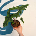 Alocasia 'Jacklyn' - Sprouts of Bristol