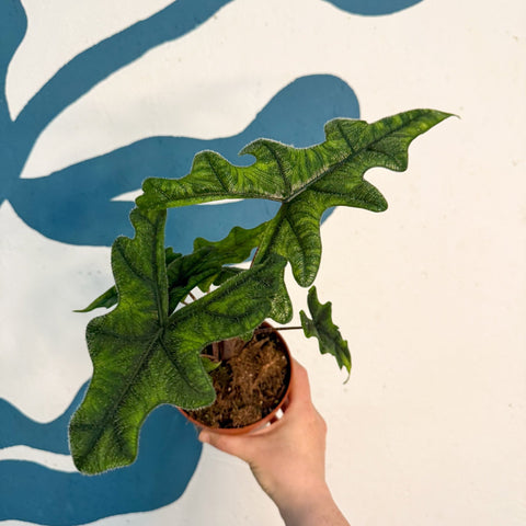 Alocasia 'Jacklyn' - Sprouts of Bristol