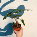 Alocasia 'Jacklyn' - Sprouts of Bristol