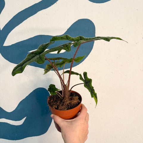 Alocasia 'Jacklyn' - Sprouts of Bristol