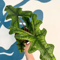 Alocasia 'Jacklyn' - Sprouts of Bristol