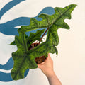 Alocasia 'Jacklyn' - Sprouts of Bristol