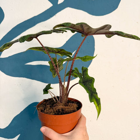 Alocasia 'Jacklyn' - Sprouts of Bristol