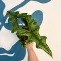 Alocasia 'Jacklyn' - Sprouts of Bristol