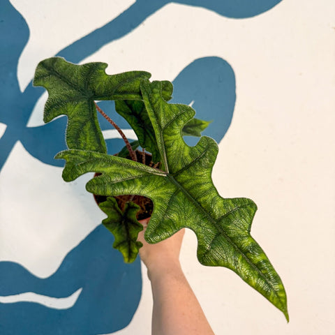 Alocasia 'Jacklyn' - Sprouts of Bristol