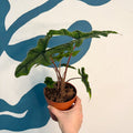 Alocasia 'Jacklyn' - Sprouts of Bristol