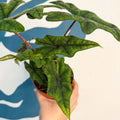 Alocasia 'Jacklyn' - Sprouts of Bristol