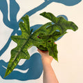 Alocasia 'Jacklyn' - Sprouts of Bristol