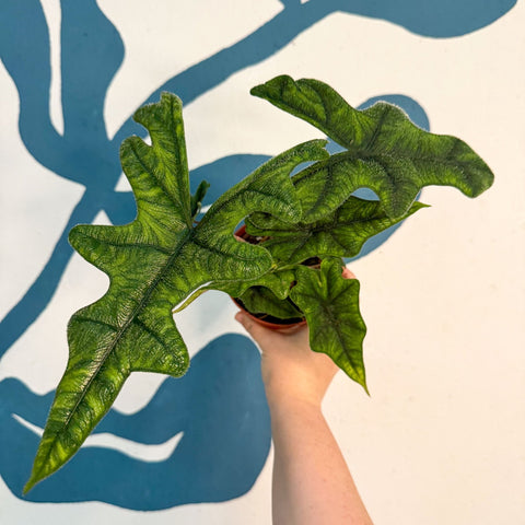 Alocasia 'Jacklyn' - Sprouts of Bristol