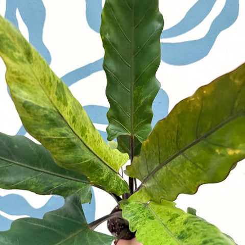 Alocasia lauterbachiana 'Variegata' - Sprouts of Bristol
