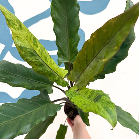 Alocasia lauterbachiana 'Variegata' - Sprouts of Bristol
