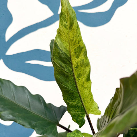 Alocasia lauterbachiana 'Variegata' - Sprouts of Bristol