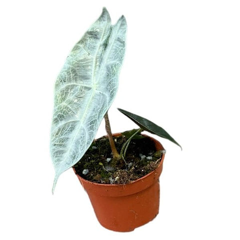 Alocasia longiloba 'Silver' - Sprouts of Bristol