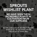 Alocasia macrorphiza 'Splash' - Sprouts of Bristol