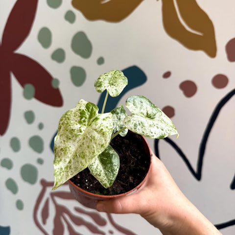 Alocasia macrorrhiza 'Splash' – Variegated Giant Taro - Sprouts of Bristol