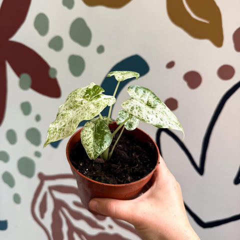 Alocasia macrorrhiza 'Splash' – Variegated Giant Taro - Sprouts of Bristol