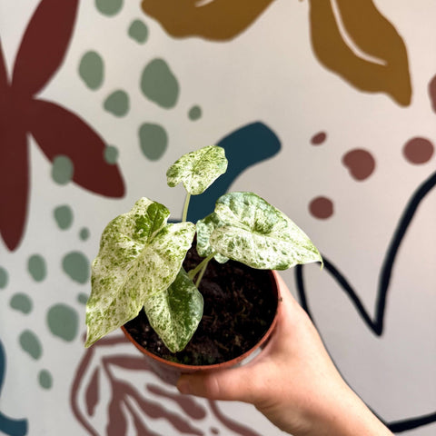 Alocasia macrorrhiza 'Splash' – Variegated Giant Taro - Sprouts of Bristol