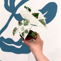 Alocasia micholitziana variegata 'Frydek' - Sprouts of Bristol