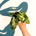 Alocasia micholitziana variegata 'Frydek' - Sprouts of Bristol
