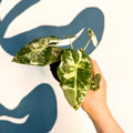 Alocasia micholitziana variegata 'Frydek' - Sprouts of Bristol