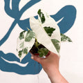 Alocasia micholitziana variegata 'Frydek' - Sprouts of Bristol