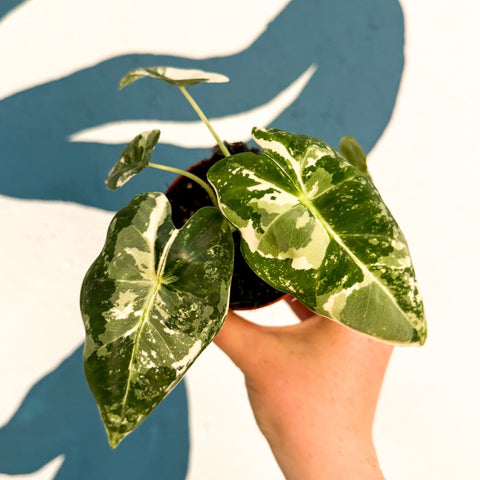 Alocasia micholitziana variegata 'Frydek' - Sprouts of Bristol