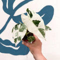 Alocasia micholitziana variegata 'Frydek' - Sprouts of Bristol