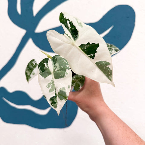 Alocasia micholitziana variegata 'Frydek' - Sprouts of Bristol