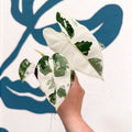 Alocasia micholitziana variegata 'Frydek' - Sprouts of Bristol