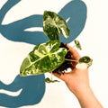 Alocasia micholitziana variegata 'Frydek' - Sprouts of Bristol