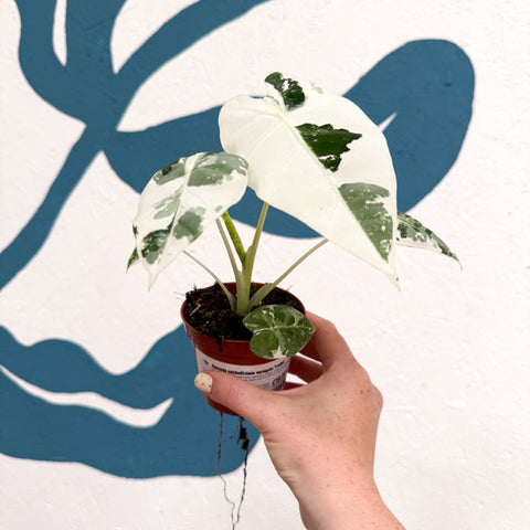 Alocasia micholitziana variegata 'Frydek' - Sprouts of Bristol