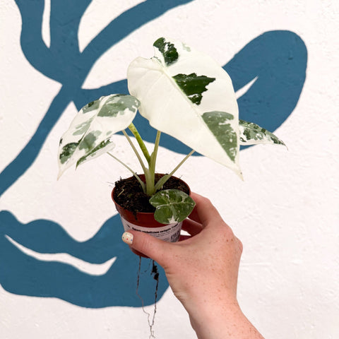 Alocasia micholitziana variegata 'Frydek' - Sprouts of Bristol