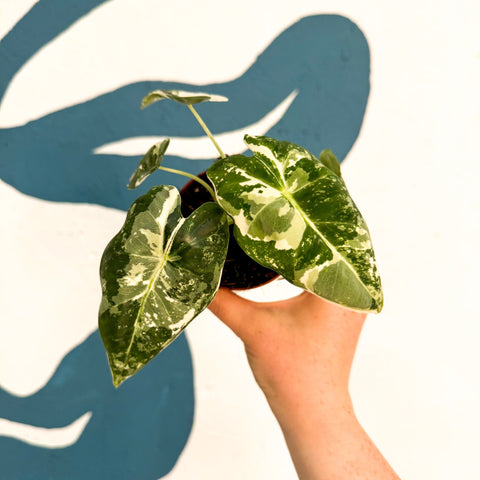 Alocasia micholitziana variegata 'Frydek' - Sprouts of Bristol