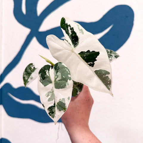 Alocasia micholitziana variegata 'Frydek' - Sprouts of Bristol
