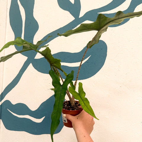 Alocasia sp. Sulawesi ‘Sabrina Narrow’ - Sprouts of Bristol