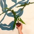 Alocasia sp. Sulawesi ‘Sabrina Narrow’ - Sprouts of Bristol