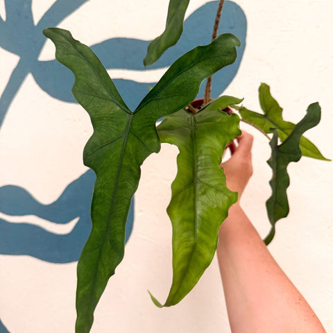 Alocasia sp. Sulawesi ‘Sabrina Narrow’ - Sprouts of Bristol