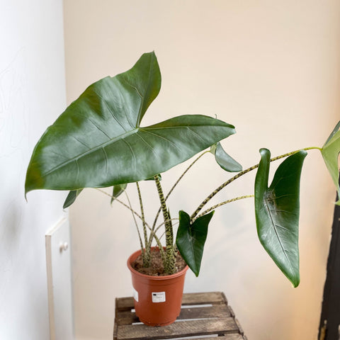 Alocasia zebrina - Sprouts of Bristol