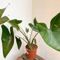 Alocasia zebrina - Sprouts of Bristol