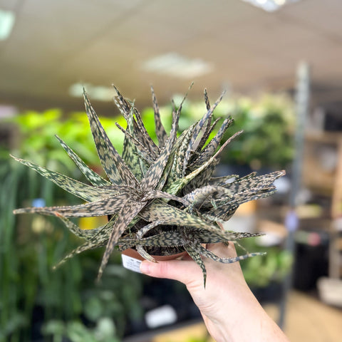 Aloe somaliensis - Sprouts of Bristol