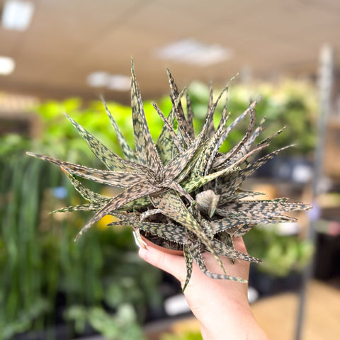 Aloe somaliensis - Sprouts of Bristol